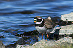 common ringed plover