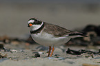 common ringed plover