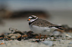 common ringed plover