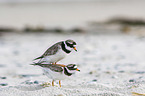 common ringed plover