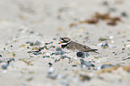 common ringed plover