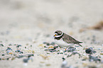 common ringed plover