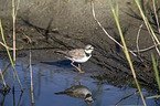 ringed plover