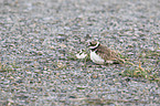 ringed plovers