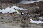 common ringed plover