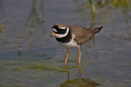 common ringed plover