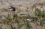 common ringed plover