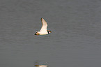 common ringed plover