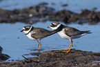 great ringed plover