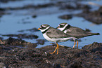 great ringed plover