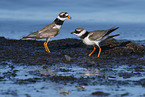 great ringed plover