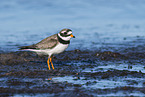 great ringed plover