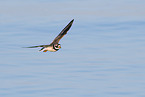 great ringed plover