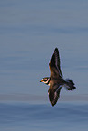 great ringed plover