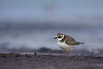 great ringed plover