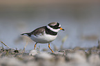 common ringed plover