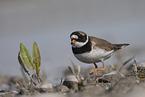 common ringed plover