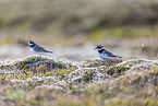 common ringed plover