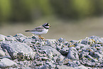 common ringed plover