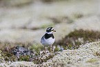 common ringed plover