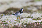 common ringed plover