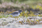 common ringed plover