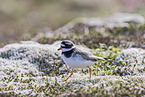 common ringed plover