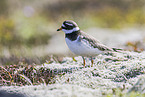 common ringed plover