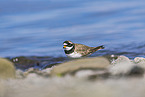 common ringed plover