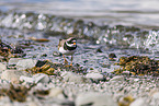 common ringed plover