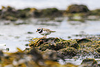 common ringed plover