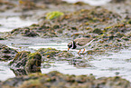 common ringed plover