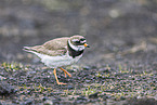 common ringed plover
