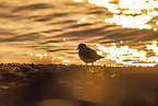 common ringed plover
