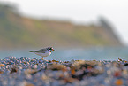 common ringed plover