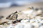 common ringed plover