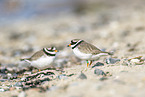 common ringed plover
