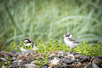 common ringed plover