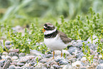 common ringed plover