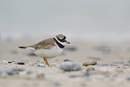common ringed plover