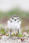 common ringed plover