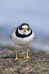 common ringed plover