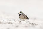 common ringed plover