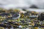 ringed plover