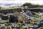 ringed plover