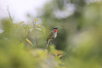 rubythroat