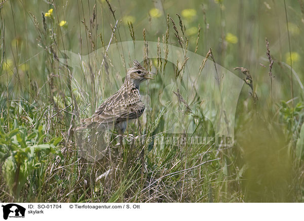 Feldlerche / skylark / SO-01704