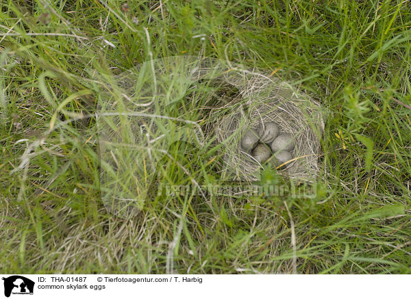 common skylark eggs / THA-01487