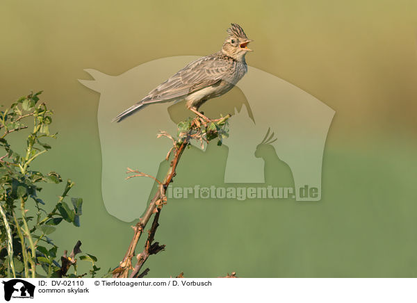 Feldlerche / common skylark / DV-02110