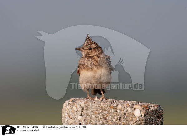 Feldlerche / common skylark / SO-03436